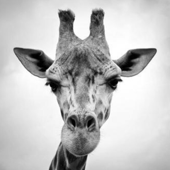 1thriftygiraffe